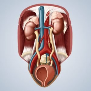 Estenose-de-JUP-ou-Juncao-UreteroPelvica